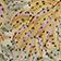 Yellow Pattern