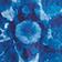 Cobalt Orchid