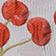 Periwinkle Cherries