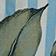 Blue Stripe