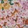 Pink Floral