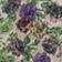 Purple Pattern