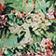 Green Floral