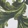 Green Pattern