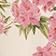 White Pink Sage