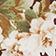 Brown Floral
