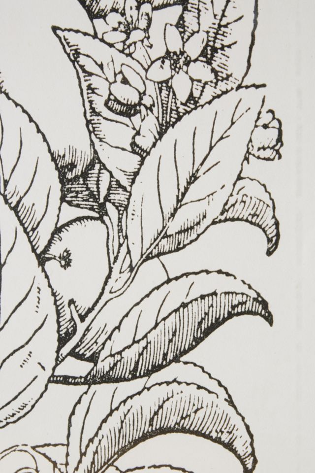 Botanicals Wall Art #1