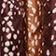 Brown Pattern