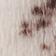Cow Print