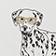 Black & White Pattern