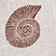 Spiral Shells