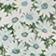Daisy Meadow