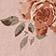 Rose Serenade