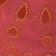 Strawberry Eyelet