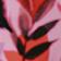 Pink Floral