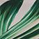 Green Pattern