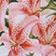 Hawaiian Bloom