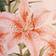 Hawaiian Bloom