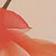 Ivory/Red X Ray Floral