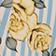Yellow Floral