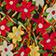 Sienna Floral