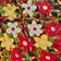 Sienna Floral