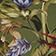 Strilitzia Dark Green