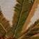 Jeri Coconut Tree