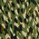 Green Leopard