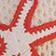 Tan/Red Starfish