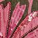 Pink Pattern