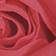 Fuchsia Rose