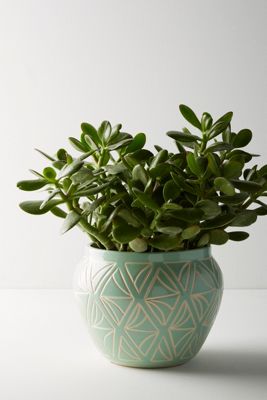 Sage Garden Pot