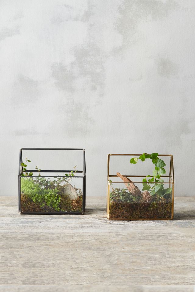 Framed Greenhouse Terrarium | Anthropologie