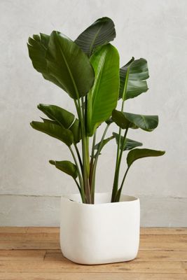 Sculpted Planter