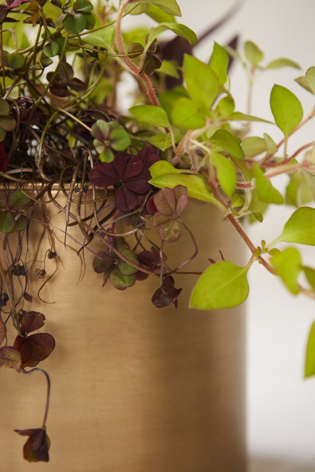 Habit & Form Cylinder Pot #1