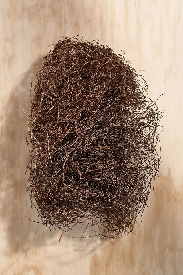 Decorative Dried Angel Vine #1