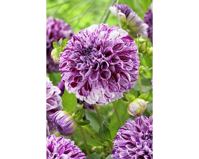 Dahlia ‘Marble Ball’ Bulbs #1