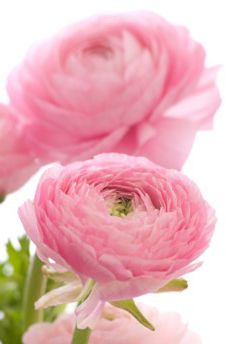 Ranunculus ‘Tecolote Pink’ Bulbs | Terrain