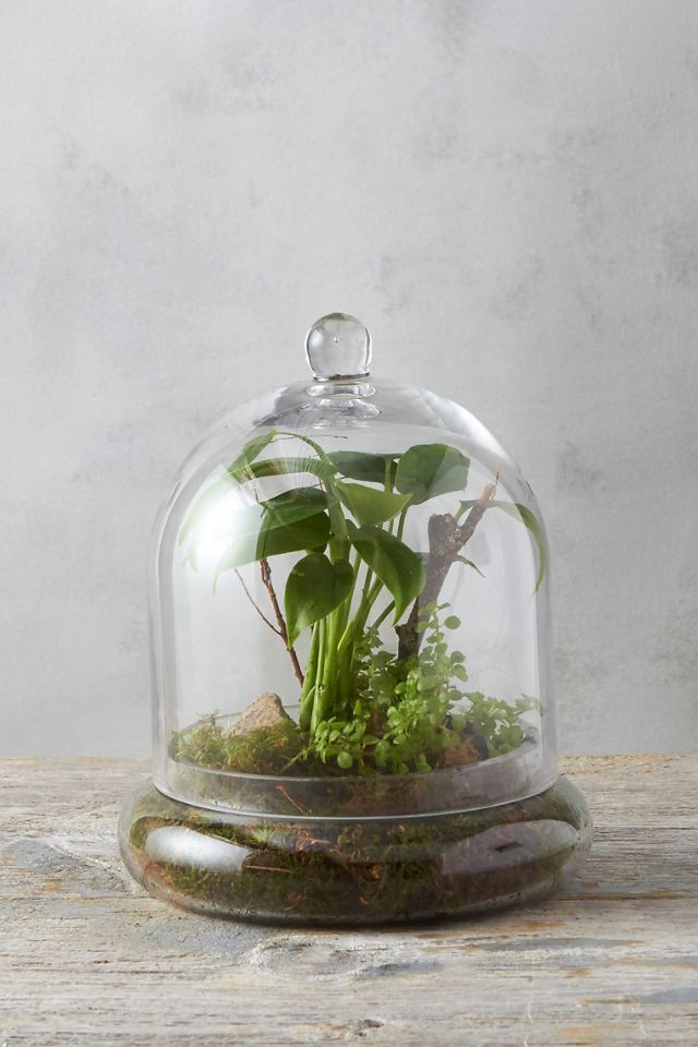 Domed Cloche + Tray Set #1