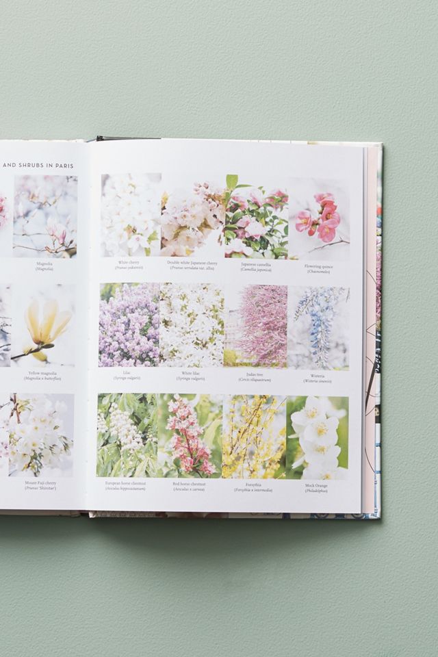 Paris in Bloom #4