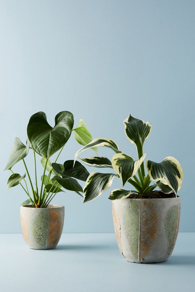 Pressed Leaf Pot #2