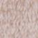 Sandshell/Rumba Rose