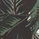 Banana Palms