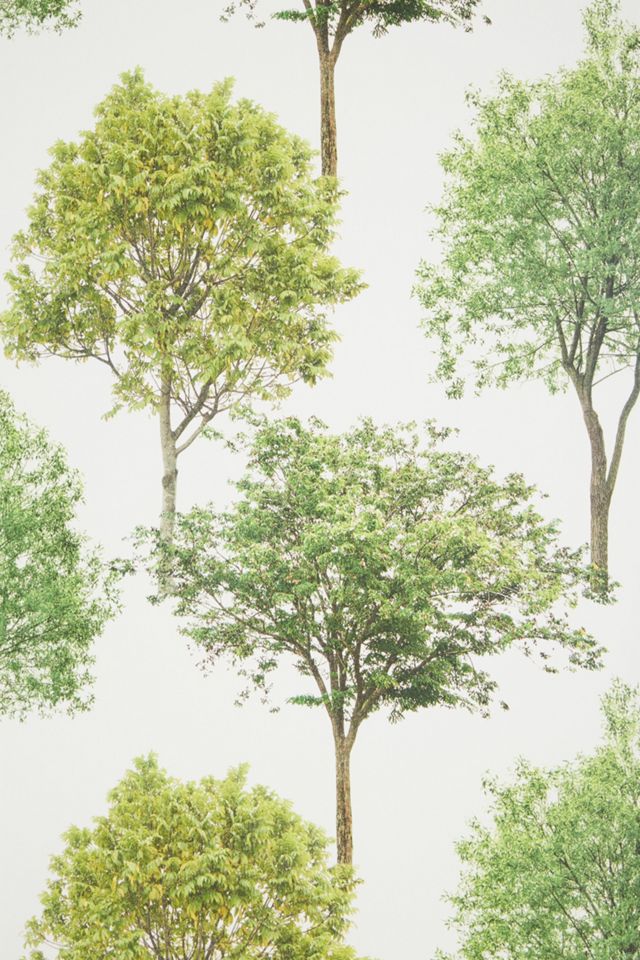 Tree Tops Wallpaper #2