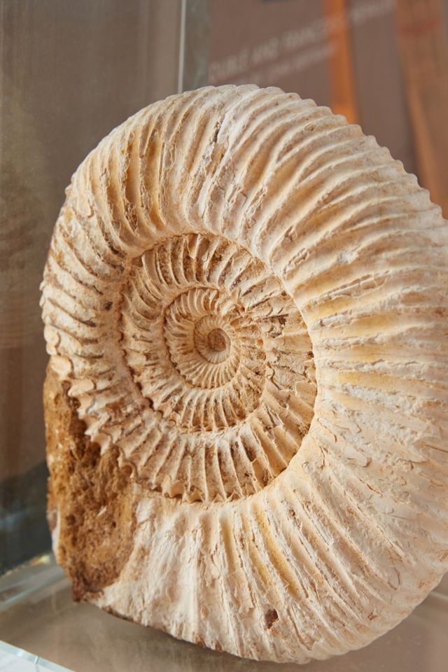 Fossil Form Bookends #2