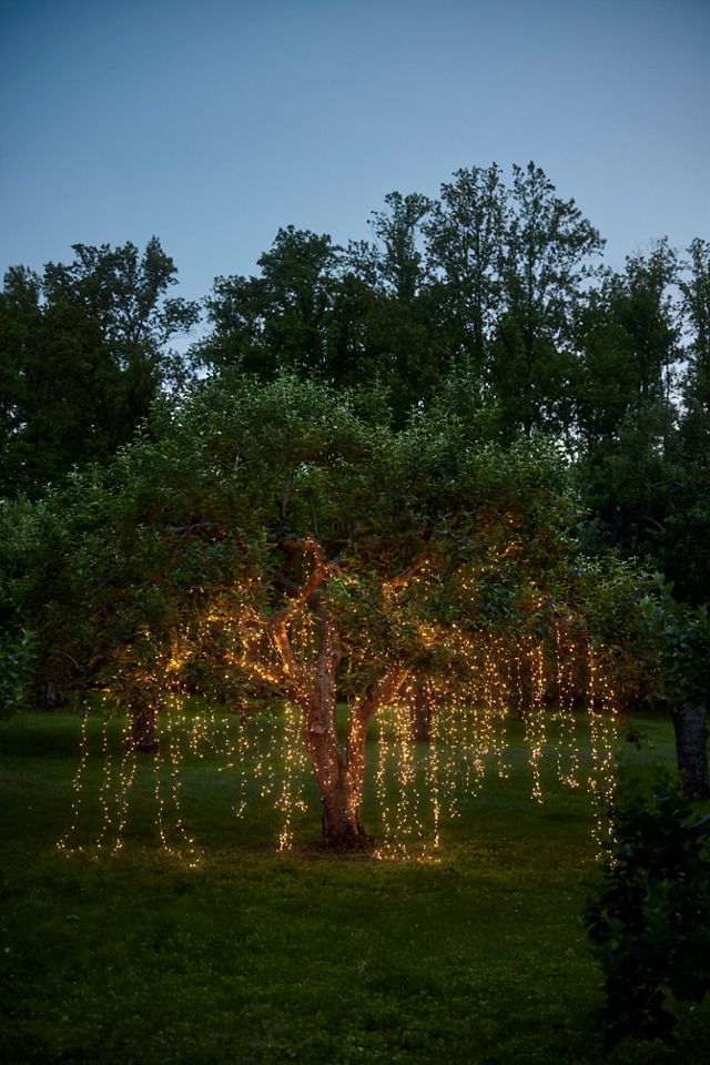 Stargazer Twinkling Copper Curtain #2