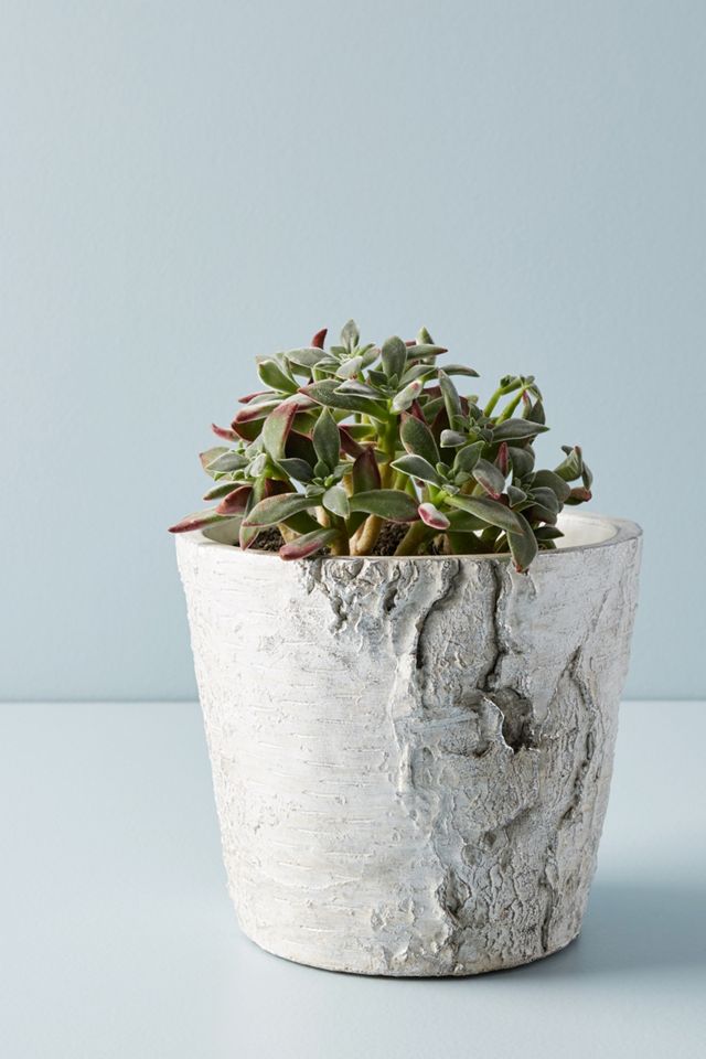 Metallic Faux Bark Planter #1
