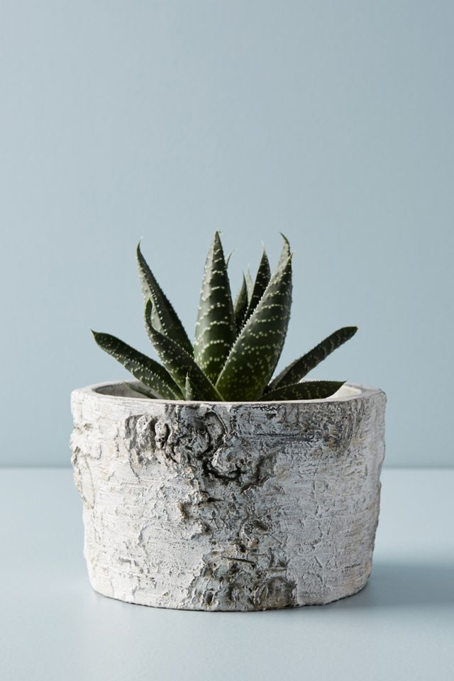Metallic Faux Bark Planter #3