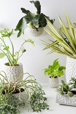 Chrysanthemum Pot